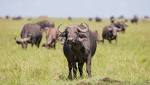 Hundreds buffaloes drown Botswana