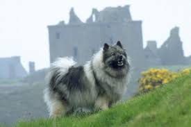 Image result for keeshond