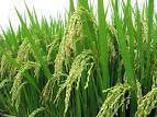 Rice plant