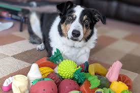 Some super-smart dogs can pick up new words just by eavesdropping