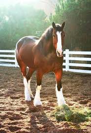 Image result for HORSE