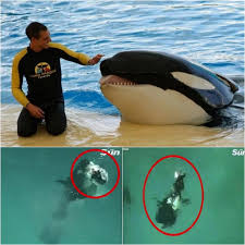 DEATH IN THE POOL: Killer Whale Suddenly Snaps – Trainer's Last Moments Will Haunt You!