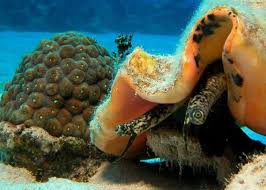 Image result for ‫عالم جميل‬‎