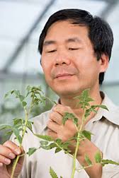 Plant pathologist Kai-Shu Ling inspects tomato varieties for resistance to pepino mosaic virus. (D1222-1) - d1222-1i