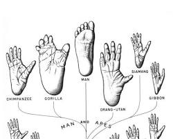 Image of monkey drawing with hands and feet: simple shapes indicating fingers, toes, and prehensile nature of the feet