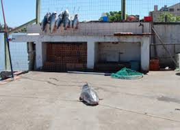 Resultado de imagem para pesca rs