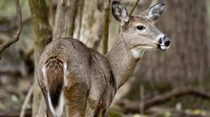 The Rising Threat of Prion Disease in Deer: Understanding the Human Risk - 1