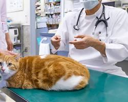 猫が病院で診察を受けている様子の画像