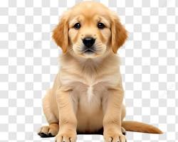 Imagen de lindo cachorro sentado obedientemente