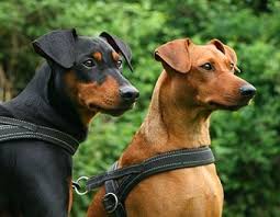 Image result for ‫سگ دوبرمن‬‎