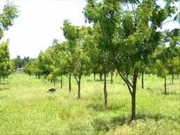 Image result for Tree plantation