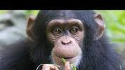 Video for 30 facts about chimpanzees