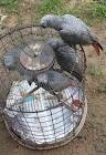 2 parrots talking <?=substr(md5('https://encrypted-tbn2.gstatic.com/images?q=tbn:ANd9GcRZ620iITZ1zTGqZWkHezH2mQn_0E5NSB15J8qS2vpEWlgPo8vwjhEBMbU'), 0, 7); ?>