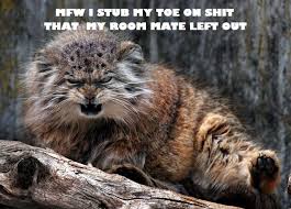 Résultat de recherche d'images pour "cat toothbrush gif"