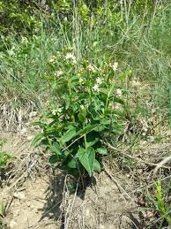 Image result for Vincetoxicum stenolobum