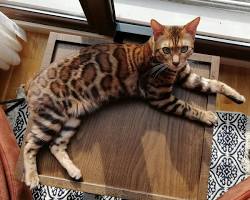 Bengal Kedisi resmi