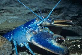 Image result for blue lobster