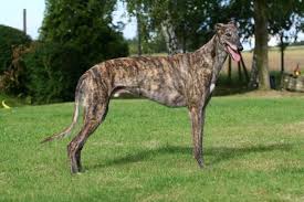 Hobby - Greyhound - Katharina Rediske-Akins - Der Greyhound ist ...