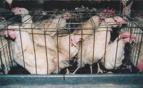 Image result for chicken cage