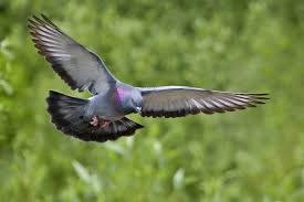 Image result for pigeons