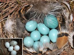 Image result for brown headed cowbird eggs