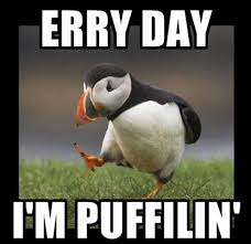 Image result for funny animal pictures