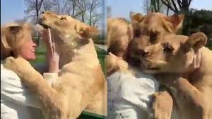 In this video, the lions cuddle up to the woman when they ...
