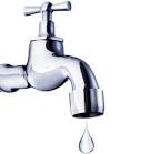 Como se dice Grifo en Gallego Traduccin - Spanish