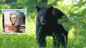 Kentucky bear breaks into house to eat KFC; estimated at 700 pounds, it paid no mind to the people around.