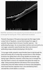 Resultado de imagem para fig wasps in florida