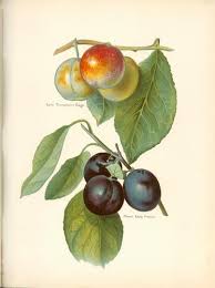 Image result for early transparent gage