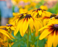 Image of Blackeyed Susan (Rudbeckia hirta)