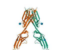 Image of VEGFR structure