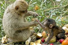 Image result for MONKEYS