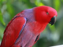 Image result for macaw parrot hd