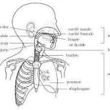 les organes de la phonation cité par «cité des sciences et de... | Download Scientific Diagram