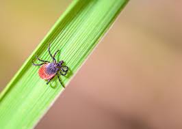 borreliose