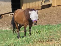 Image result for minature horse shoes