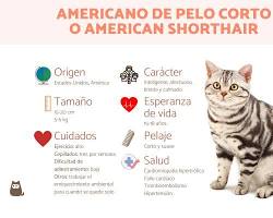 Imagen de Gato Americano de Pelo Corto