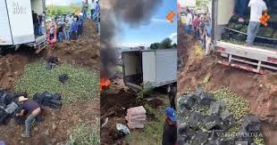 Queman 52 toneladas de aguacate en Michoacán por presunta plaga de gusano barrenador