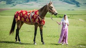 Image result for IRAN HORSES