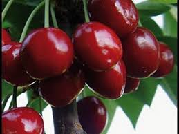 meyve ağaçlari ile ilgili görsel sonucu