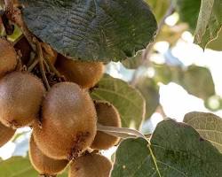 Image of Kiwi fruit being harvested in California