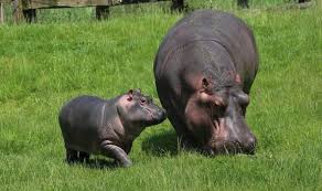 Image result for hippo in garden