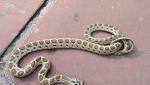 Royal snake rescued from Delhi