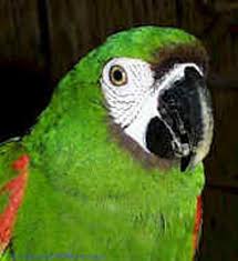Image result for baby macaw parrot for sale