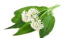 Une cueillette culinaire (ail des ours) -