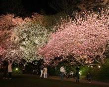 広島市植物公園の桜の画像