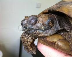 รูปภาพRespiratory Infections in Tortoises