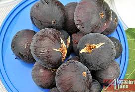 Resultado de imagem para patlican incir